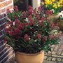 Skimmia japonica 'Rubella' in pot